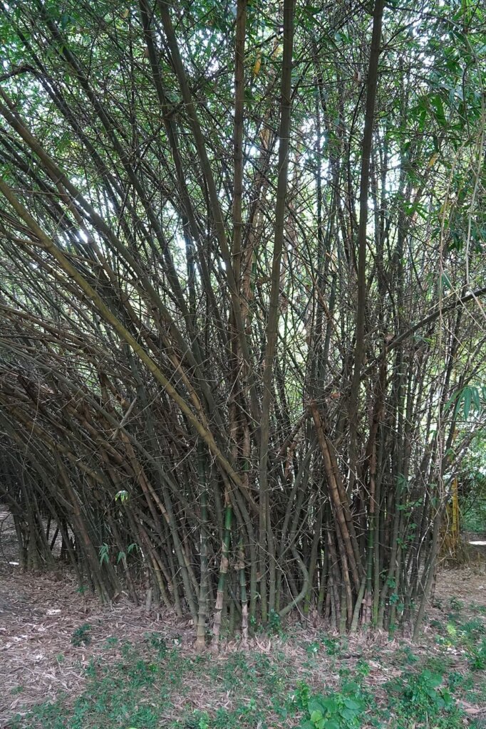 Bambusa tulda (bambou du Bengale)
