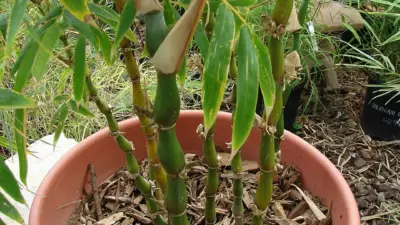 Bambusa ventricosa