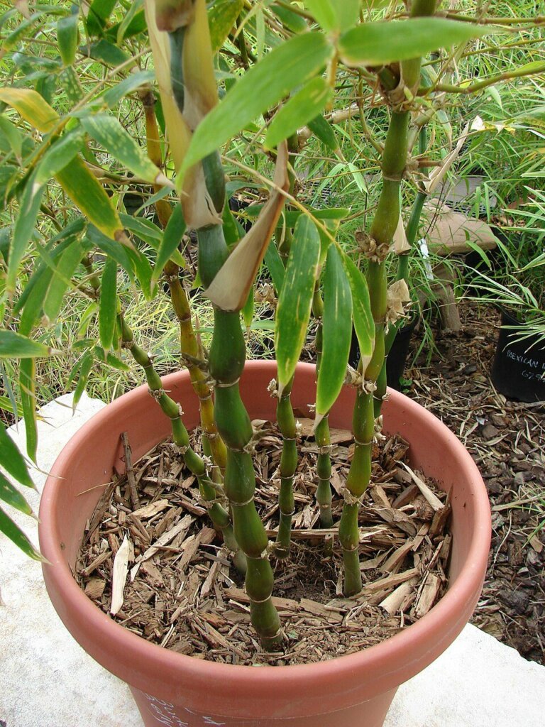 Bambusa ventricosa (bambou ventre de Bouddha)