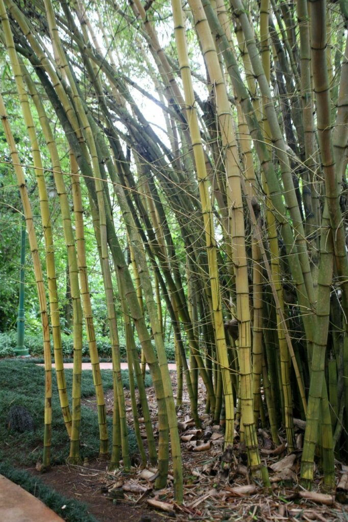 Bambusa vulgaris 'Vittata' (Bambou peint)