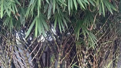 Bambusa vulgaris ‘Wamin’
