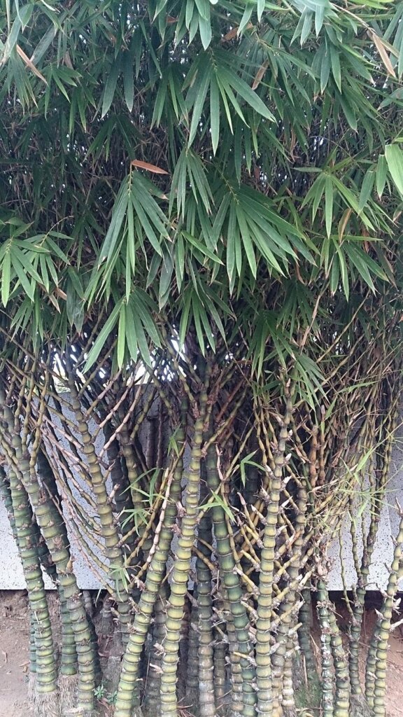 Bambusa vulgaris 'Wamin' : photo de l'espèce