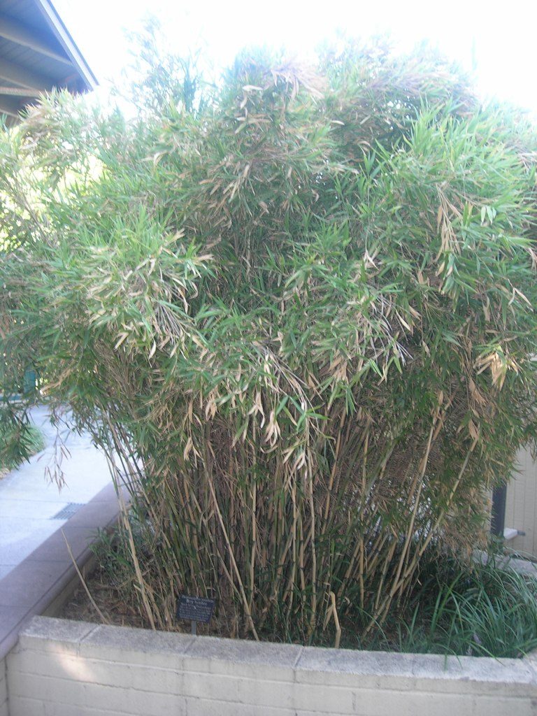 Bergbambos tessellata