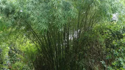 Borinda lushuiensis