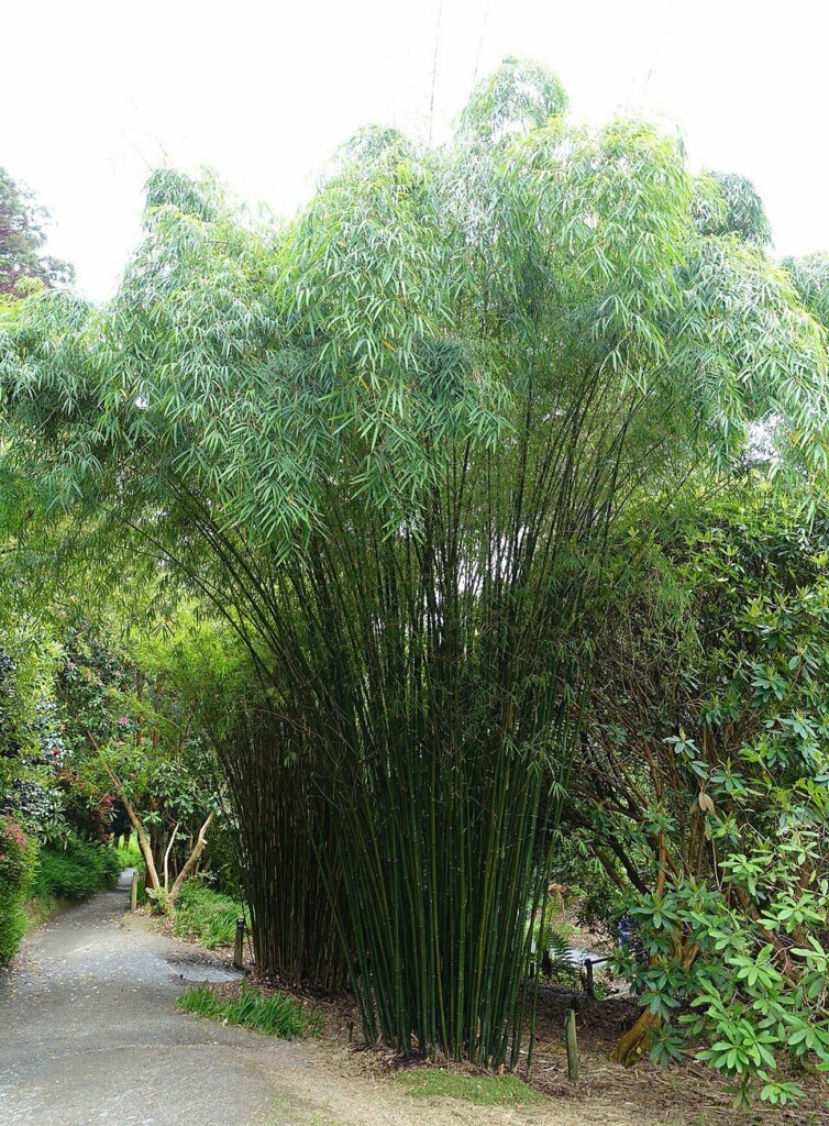 Borinda lushuiensis
