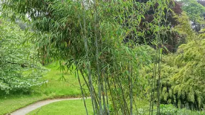 Borinda papyrifera