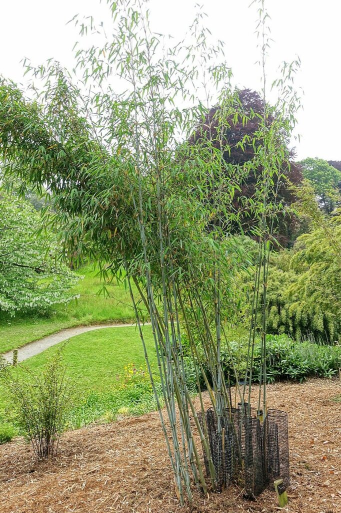 Borinda papyrifera (bambou bleu)