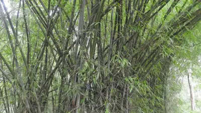 Cephalostachyum pergracile