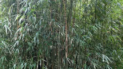 Chimonobambusa quadrangularis