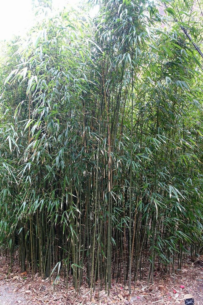 Chimonobambusa quadrangularis (bambou carré)