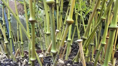 Chimonobambusa tumidissinoda