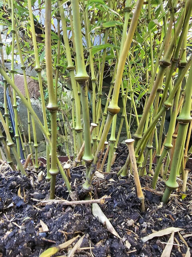 Chimonobambusa tumidissinoda (bambou canne de marche)