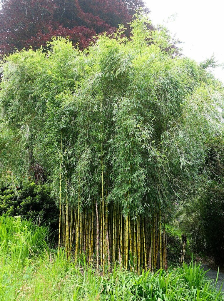 Chusquea gigantea
