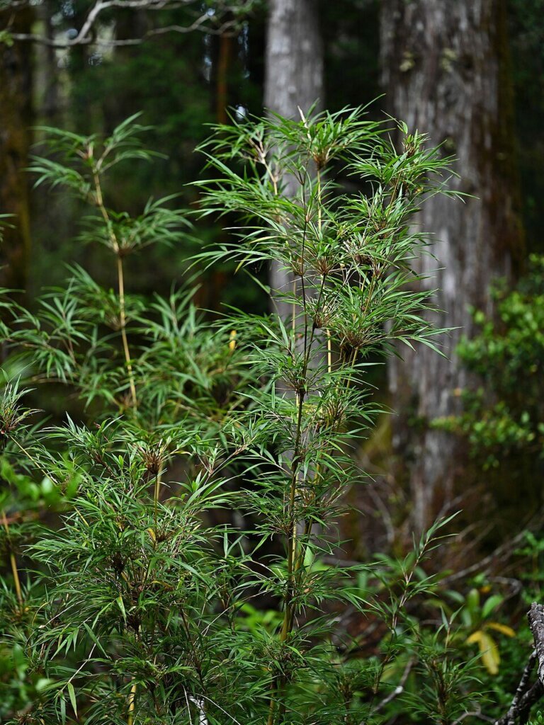Chusquea quila (quila)