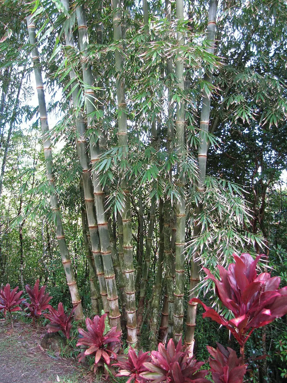 Dendrocalamus asper