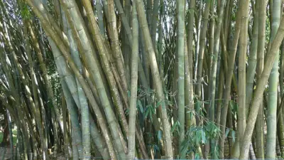 Dendrocalamus giganteus