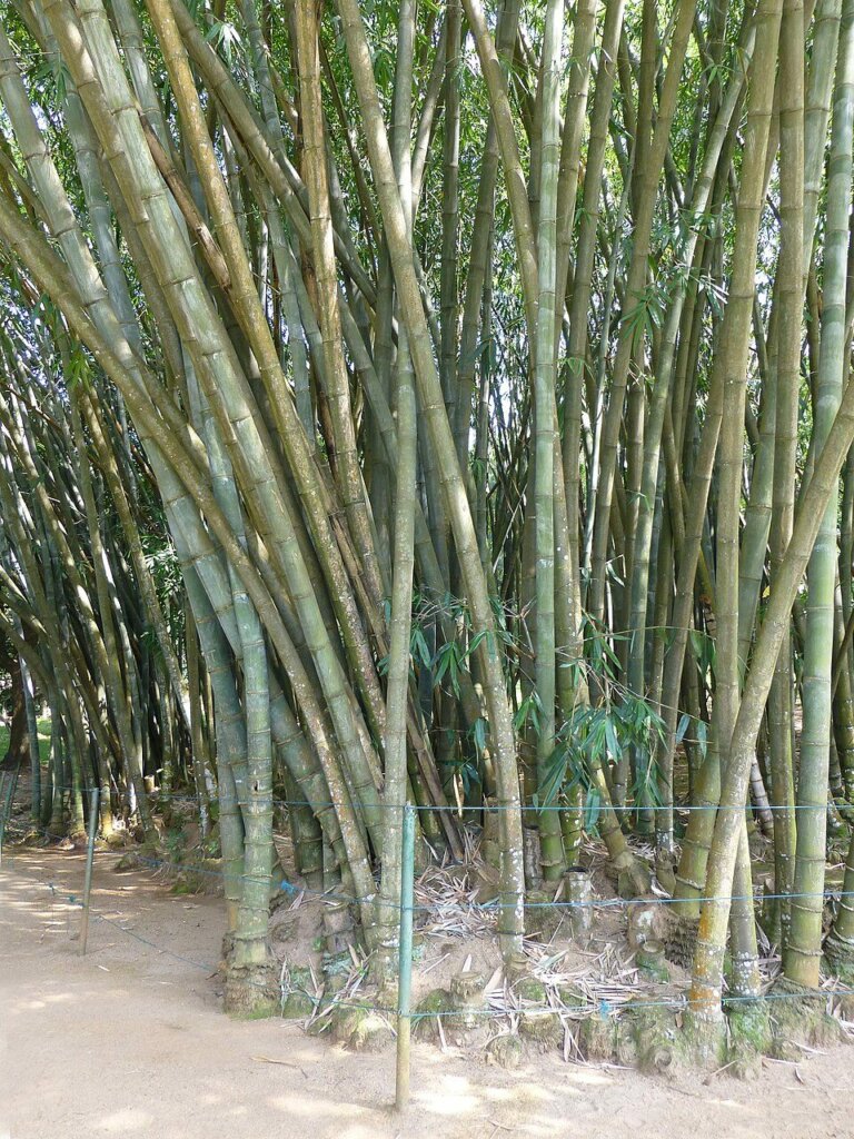 Dendrocalamus giganteus (bambou géant)
