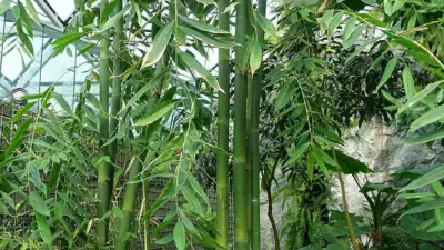 Dendrocalamus latiflorus