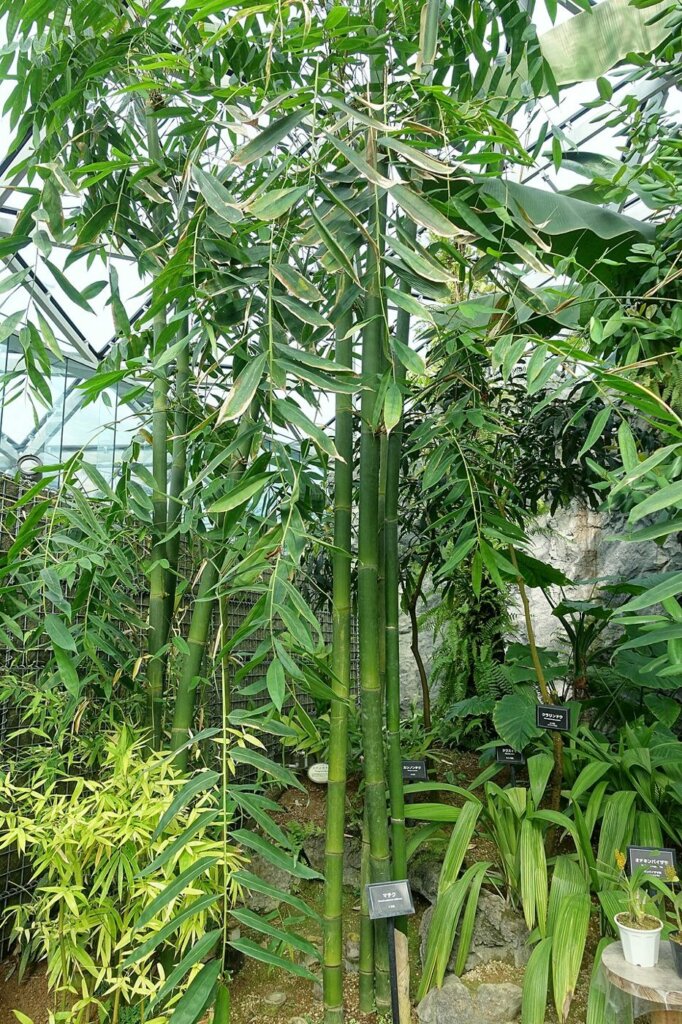 Dendrocalamus latiflorus (bambou géant de Taïwan)