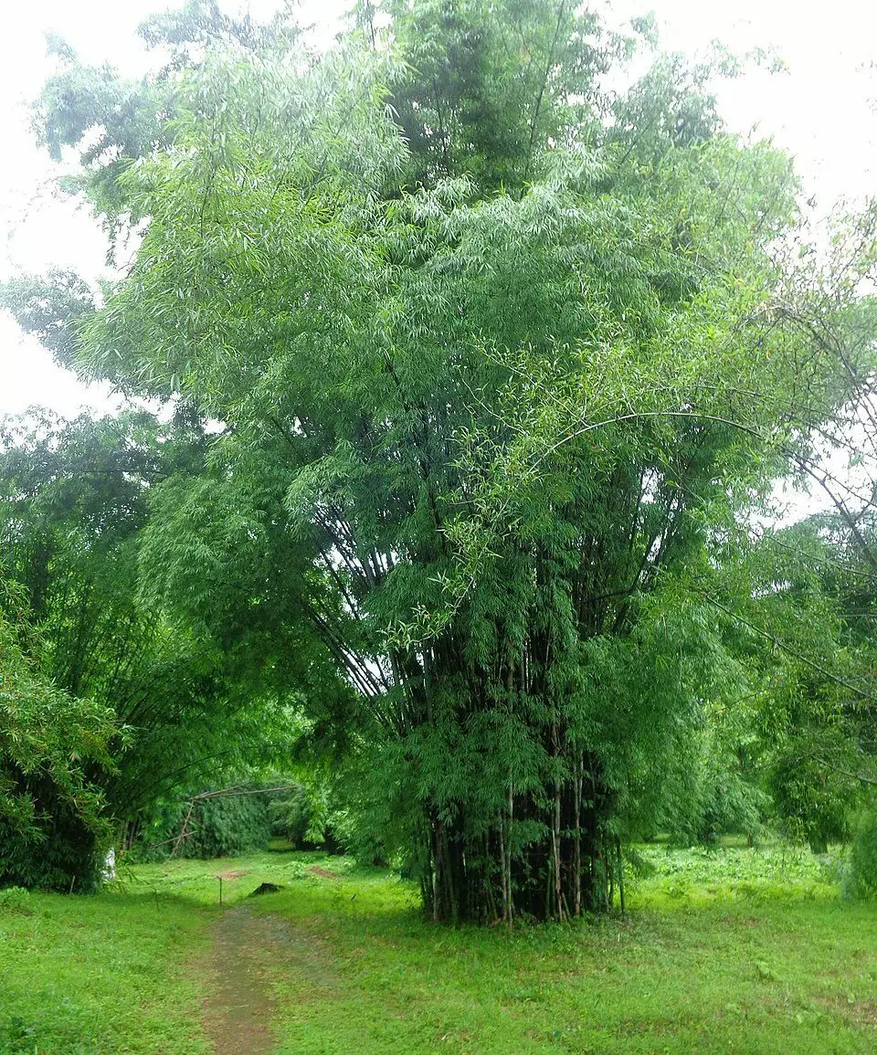 Dendrocalamus membranaceus
