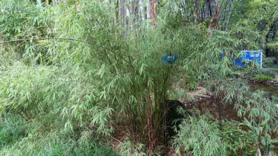 Fargesia angustissima
