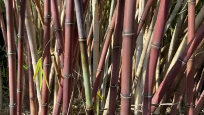 Tongpeia fungosa