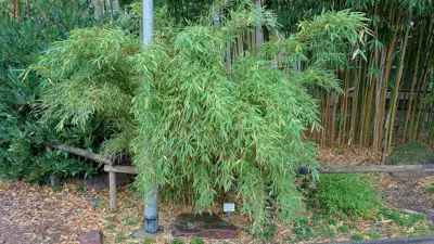 Fargesia murielae
