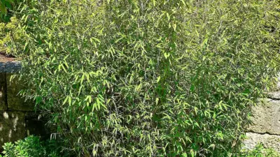 Fargesia nitida