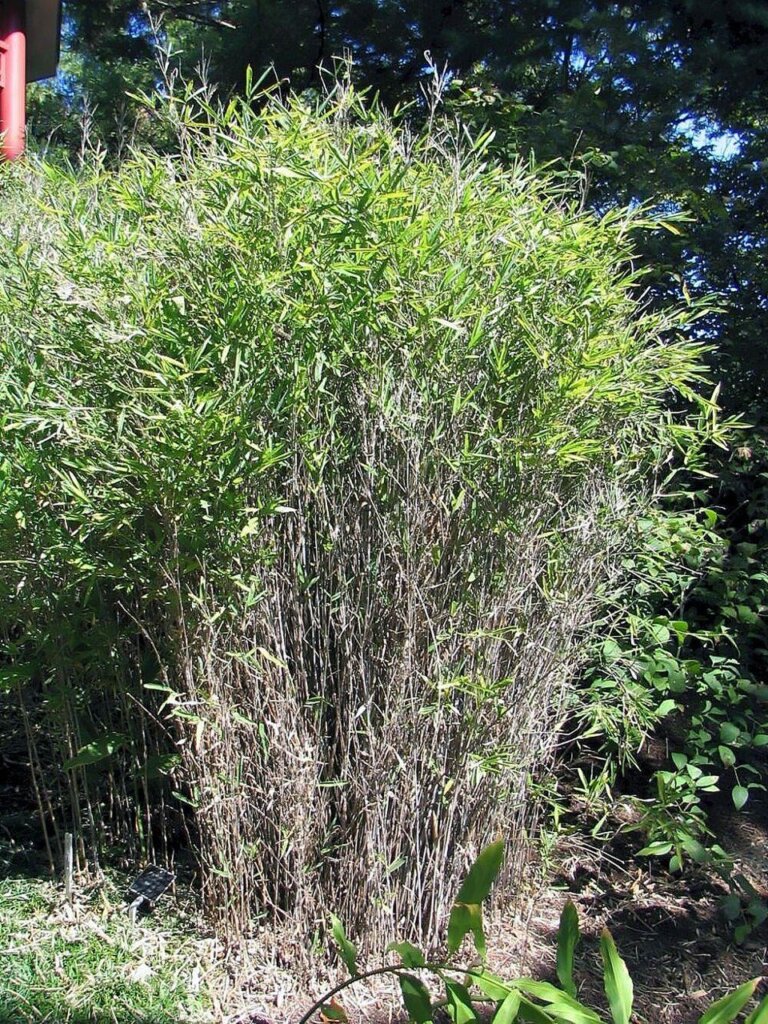 Fargesia nitida 'Gansu' : photo de l'espèce