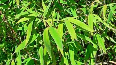Fargesia nitida ‘Nymphenburg’