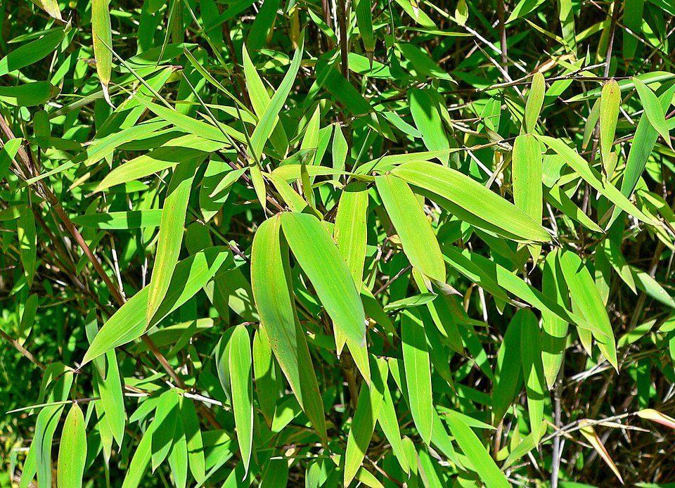 Fargesia nitida 'Nymphenburg' : photo de l'espèce