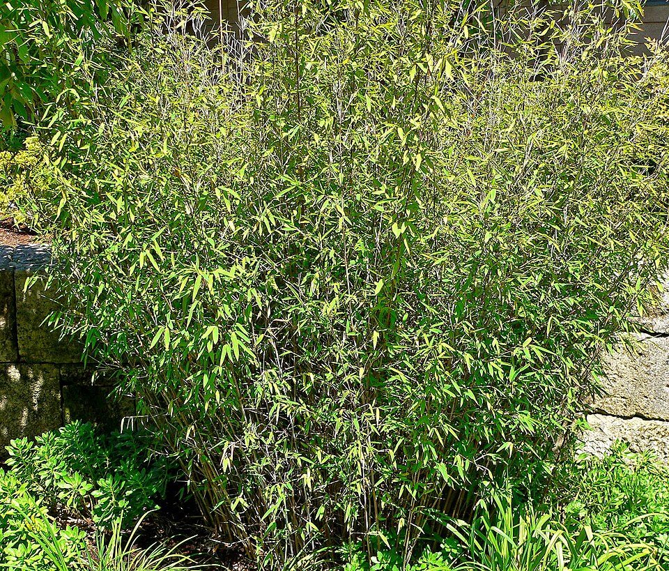 Fargesia nitida (bambou bleu)