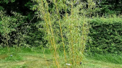 Fargesia robusta ‘Campbell’