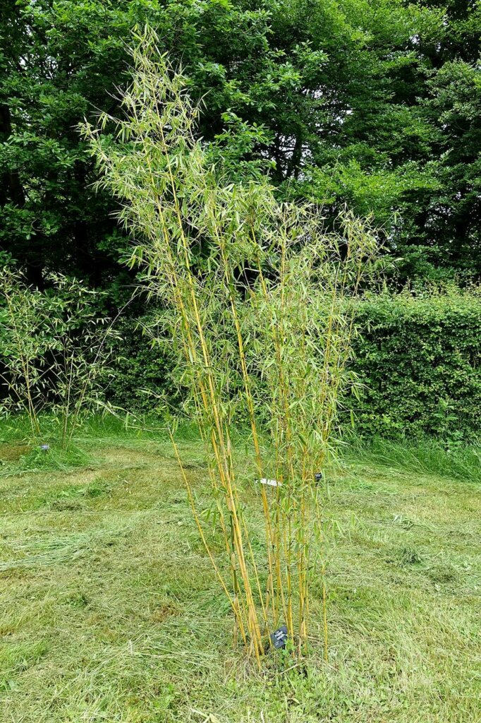 Fargesia robusta 'Campbell' : photo de l'espèce