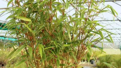 Fargesia ‘Rufa’