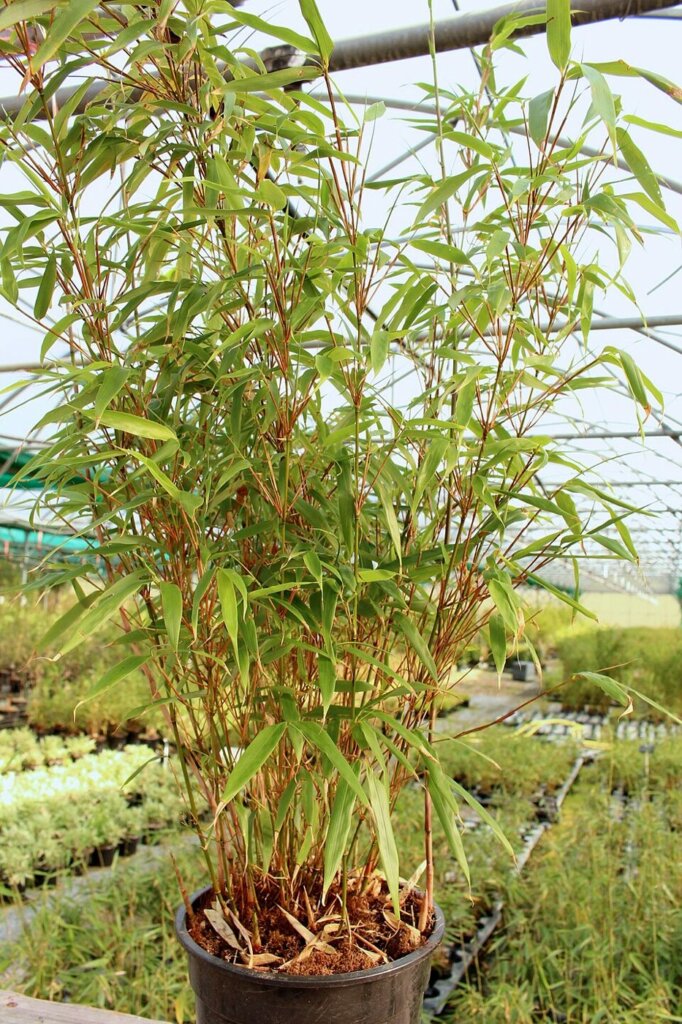 Fargesia 'Rufa'