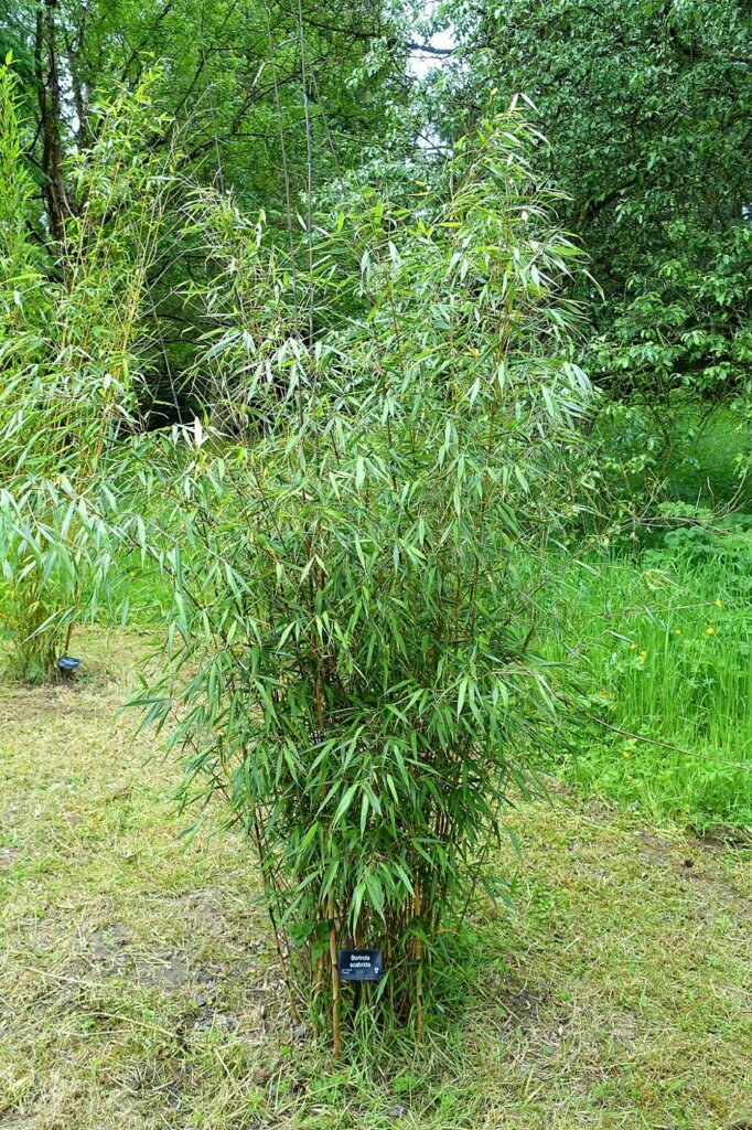 Fargesia scabrida 'Asian Wonder' : photo de l'espèce
