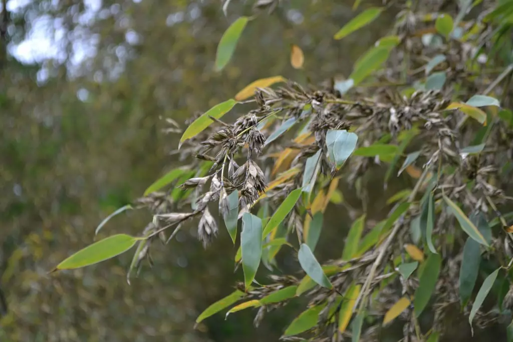 Épis en fleur d'un bambou (Phyllostachys bambusoides)