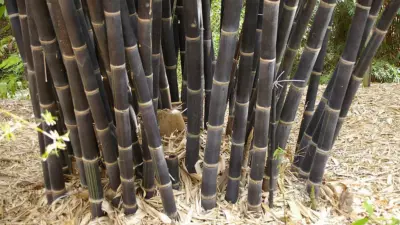 Gigantochloa atroviolacea