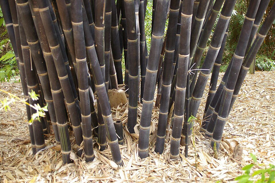 Gigantochloa atroviolacea (bambou noir de Java)