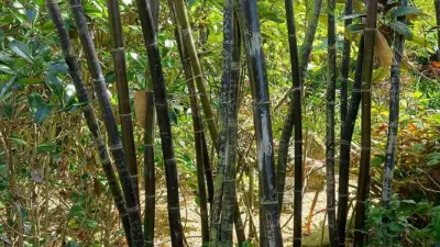 Gigantochloa lako