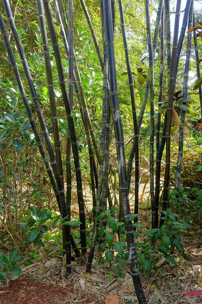 Gigantochloa lako (bambou noir de Timor)