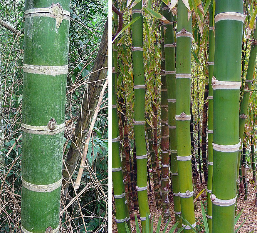 Guadua angustifolia (guadua)