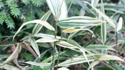 Hibanobambusa tranquillans ‘Shiroshima’