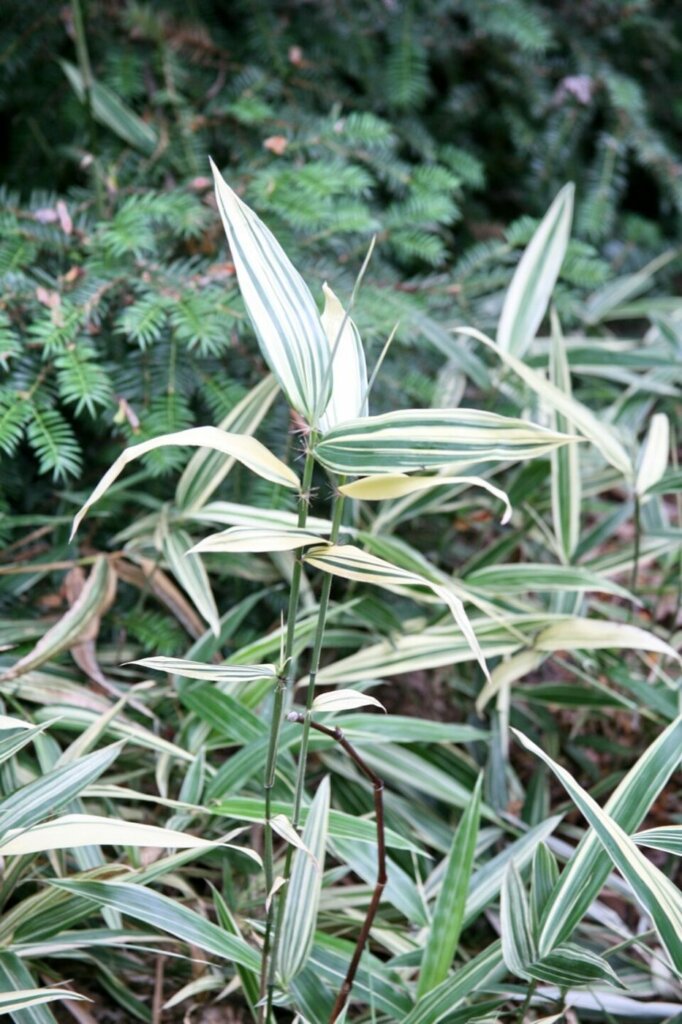 Hibanobambusa tranquillans 'Shiroshima'