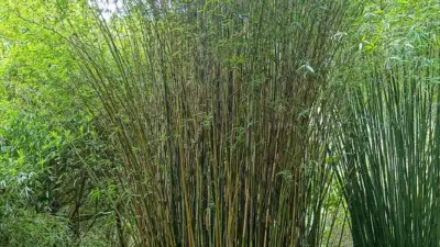 Himalayacalamus falconeri ‘Damarapa’