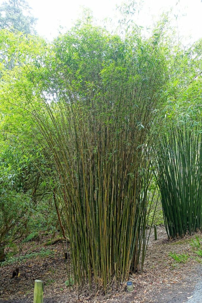 Himalayacalamus falconeri 'Damarapa'