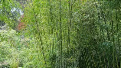 Himalayacalamus porcatus