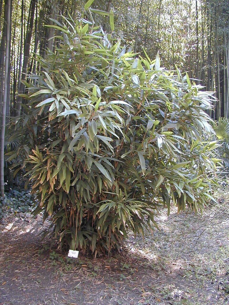 Indocalamus latifolius