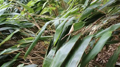 Indocalamus tessellatus
